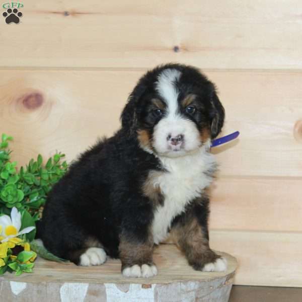 Mint, Bernedoodle Puppy
